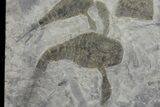 Double Eurypterus (Sea Scorpion) Plate - New York #173032-1